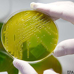 Бактерией E.coli заразились более трех тысяч человек